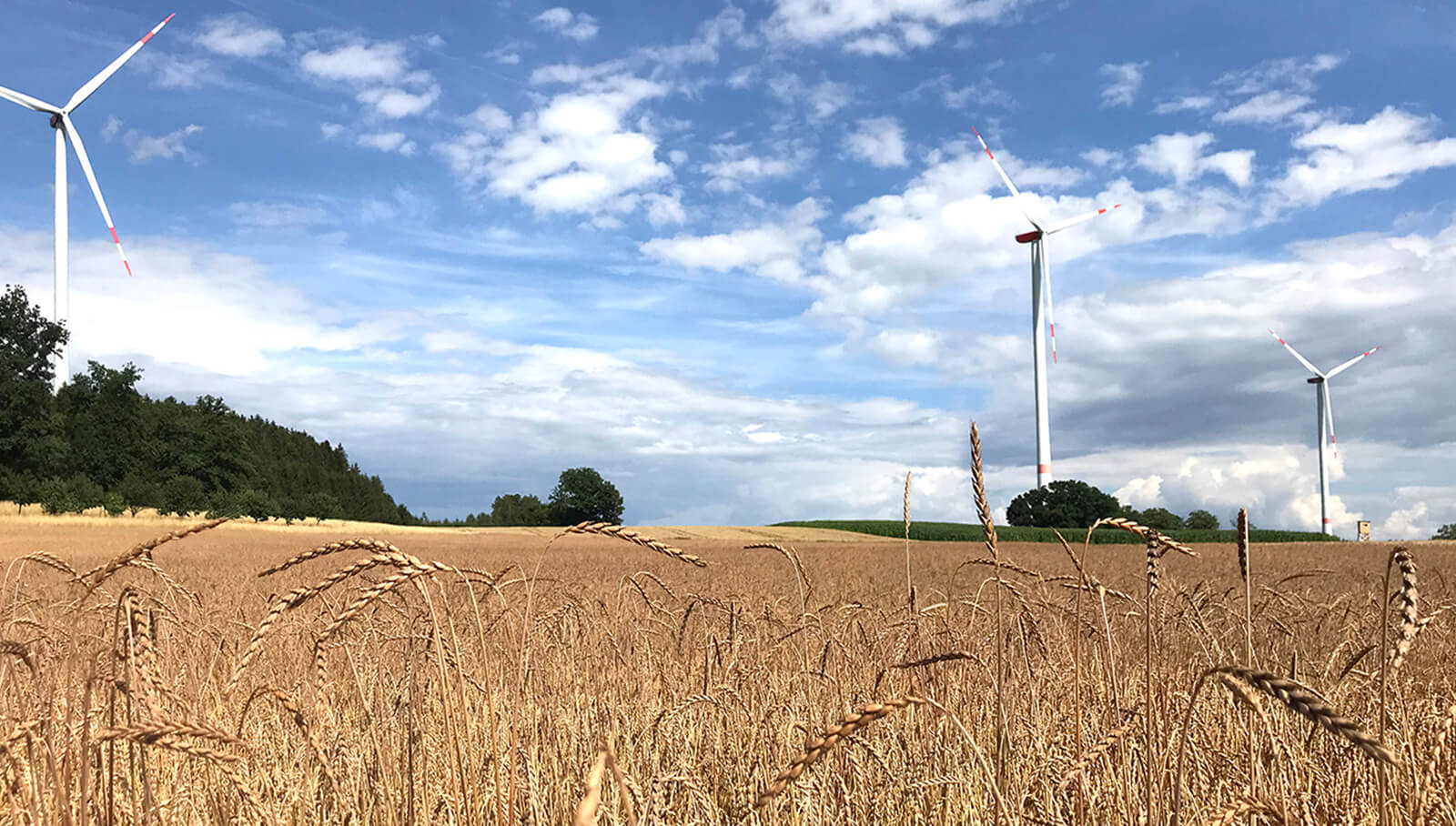 Klima-freundlich 2 Dinkelfeld mit Windrädern im Hintergrund. Blauer Himmel
